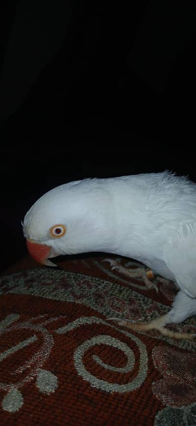 white Bird