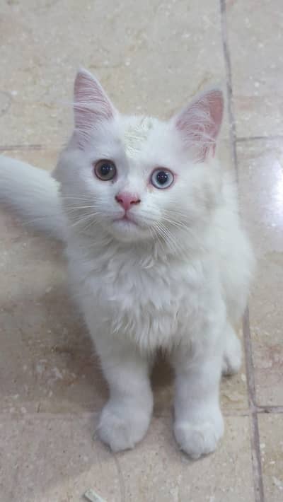 Persian Cat Double Eyes