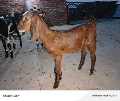 Goat | Goats Kids | Bkri | Female Goats Kids | Desi Goats For Sale