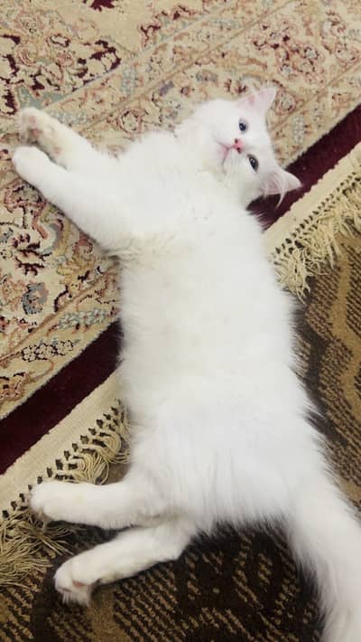4 months old. . Male odd eyes triple coated white Healthy kitten
