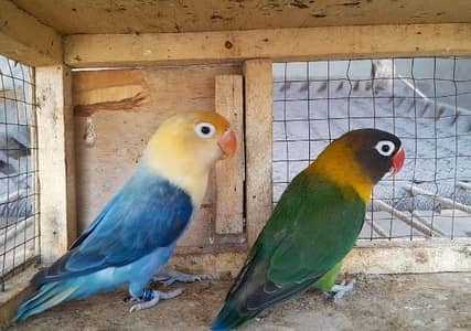 lovebirds pairs love birds parrots