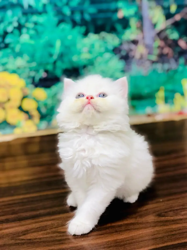 cash on deliveryPersian Punch face triple coat cat Kitten