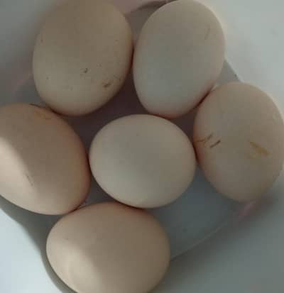 Fertile eggs of parrot beak and shamo cross