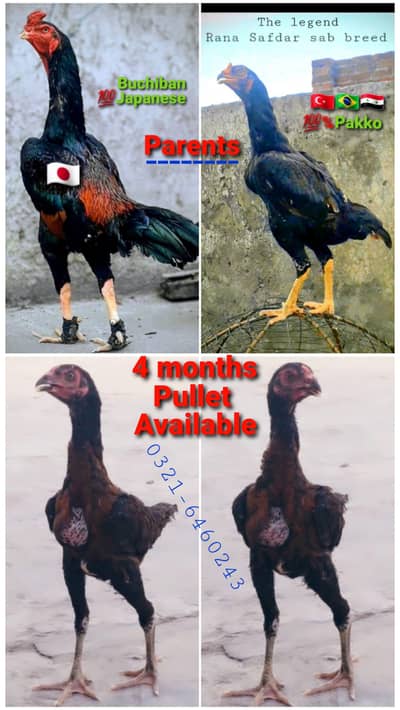 Japanese shamo X Pakko Pullet