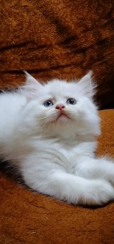 Persian Kittens odd eye  blue eye