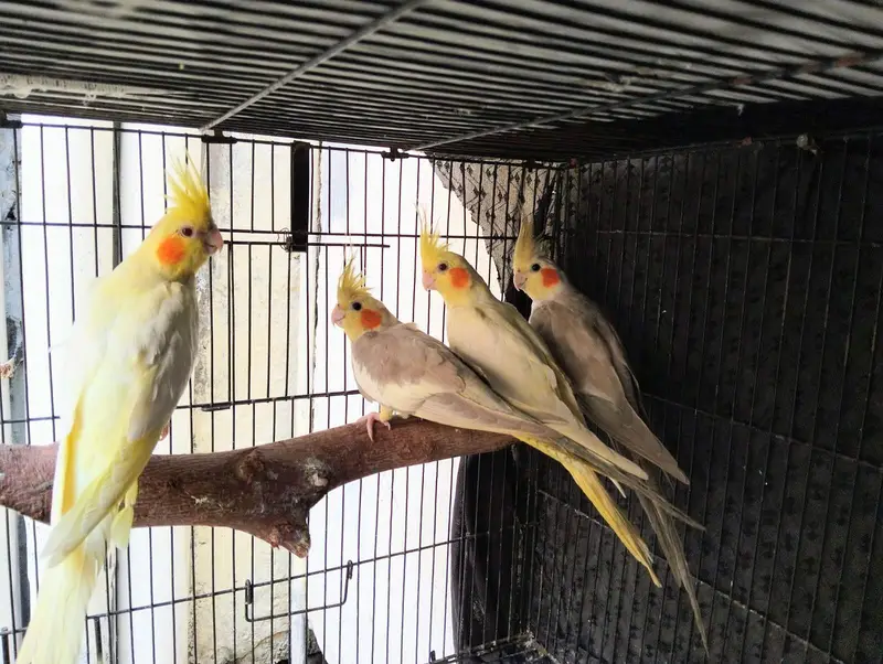 Cocktail pairs available for sale. /pineapple conour pair available.