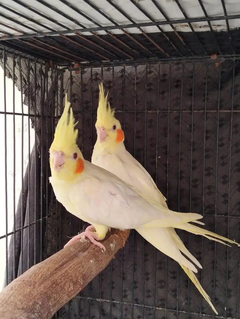 Cocktail pairs available for sale. /pineapple conour pair available. — photo 2