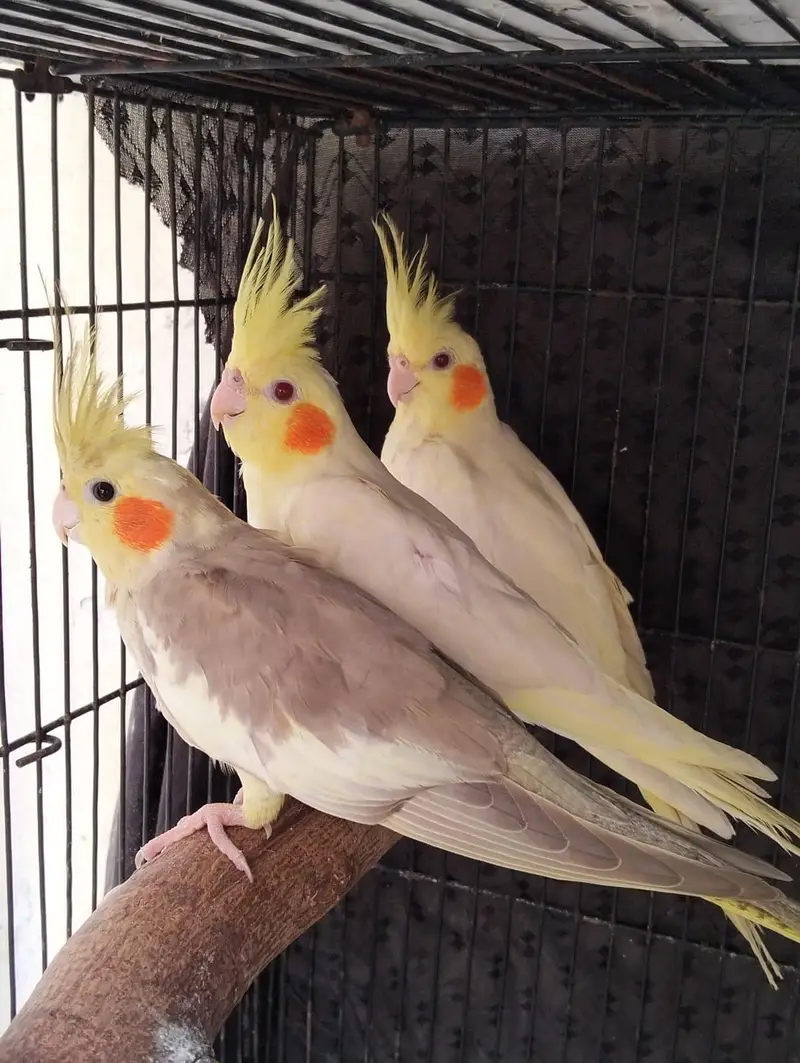 Cocktail pairs available for sale. /pineapple conour pair available. — photo 3