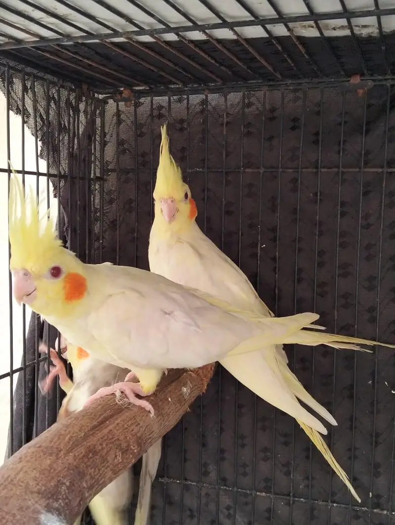 Cocktail pairs available for sale. /pineapple conour pair available. — photo 4