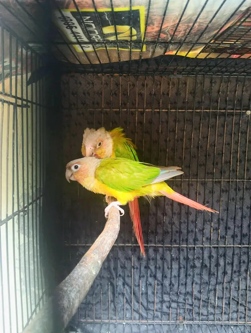Cocktail pairs available for sale. /pineapple conour pair available. — photo 7