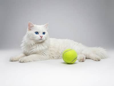 Persian cat