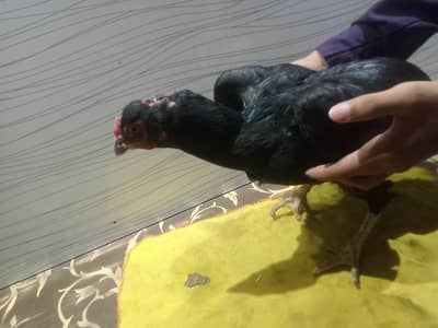 SalePure Aseel Hen with 7 Chicks | 100% Pure Breed | Healthy & Active