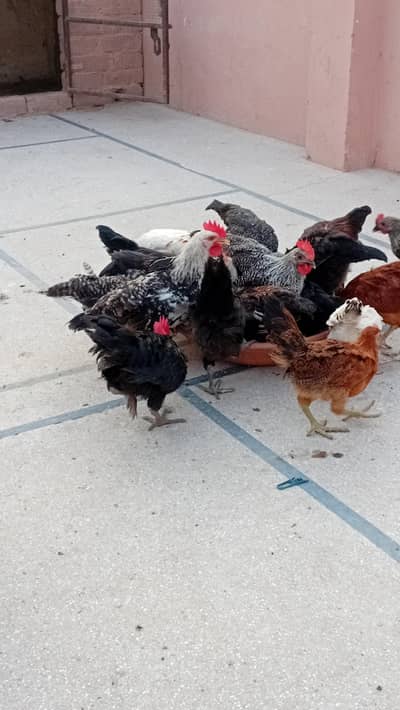 golden misri chicks available age 75 days
