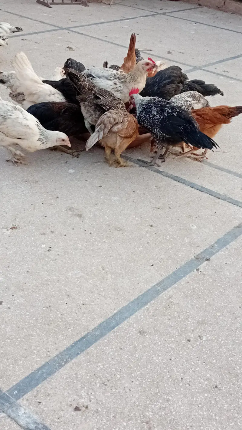 golden misri chicks available age 75 days — photo 3