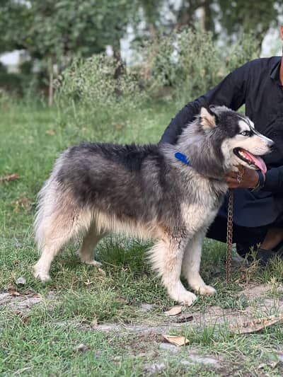 Siberian Husky Male Dog