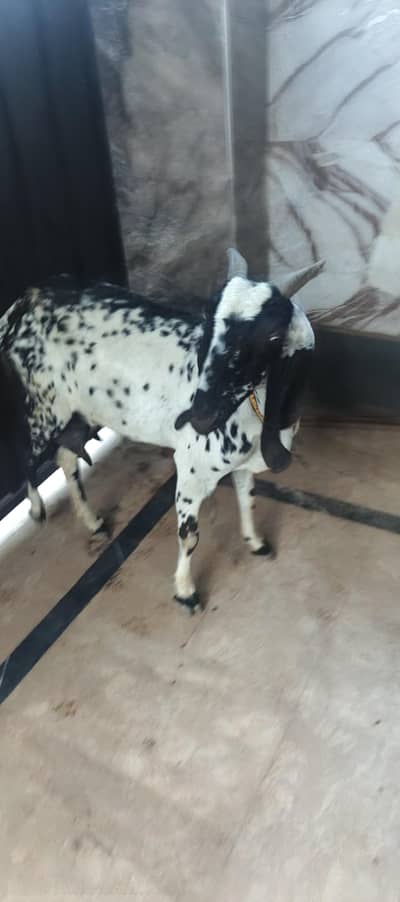 Bakri sath 2 bachy