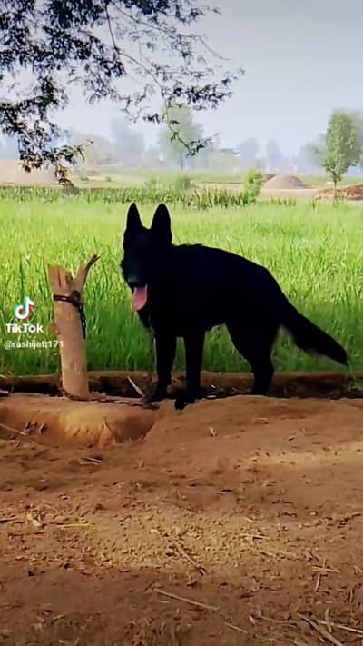 Garman shaft dog Pink padigree only stud