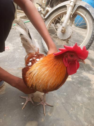 desi original Murga
