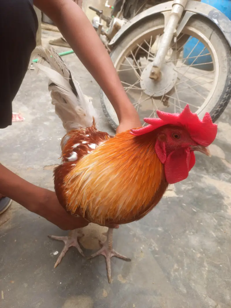 desi original Murga