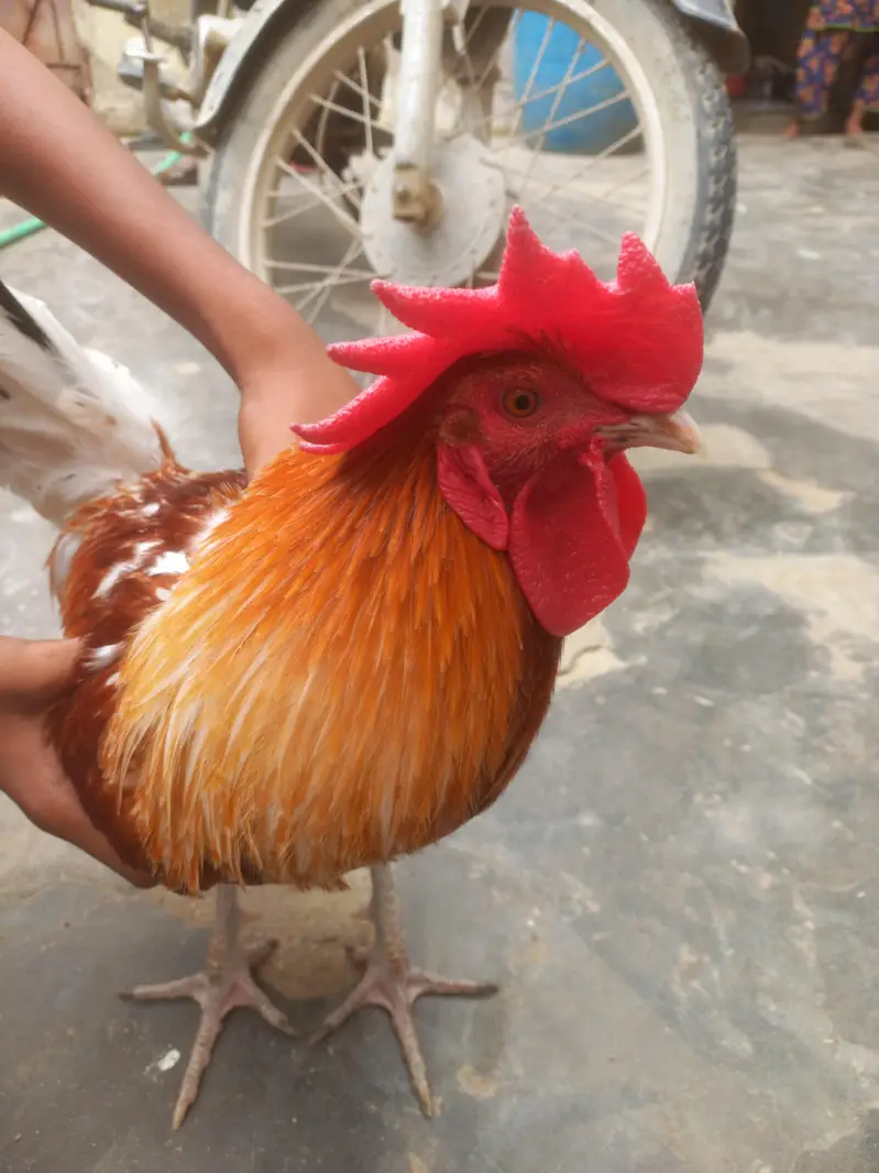 desi original Murga — photo 2