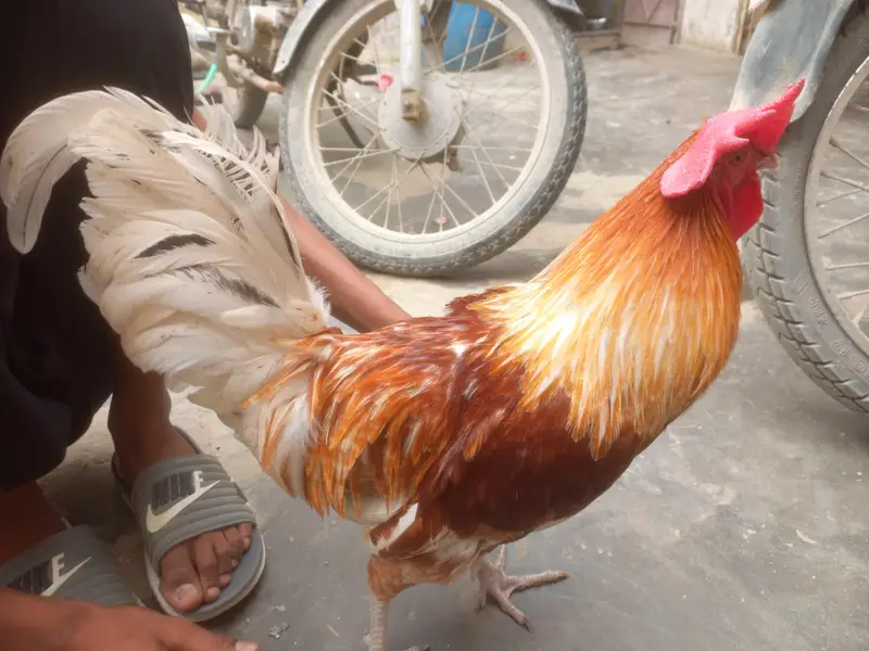 desi original Murga — photo 3
