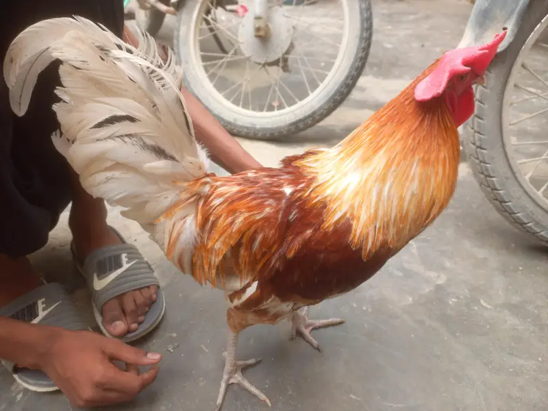 desi original Murga — photo 4