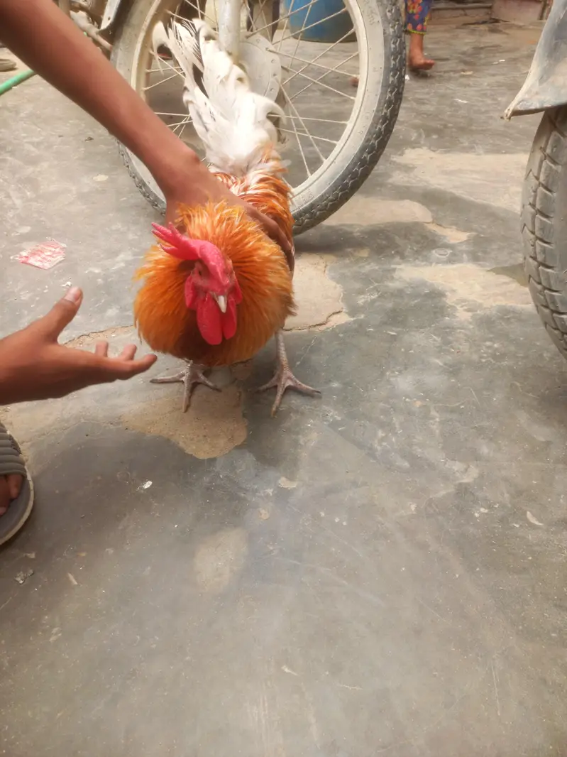 desi original Murga — photo 5