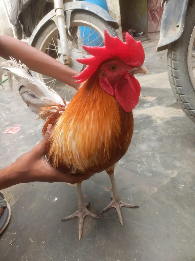 desi original Murga — photo 6