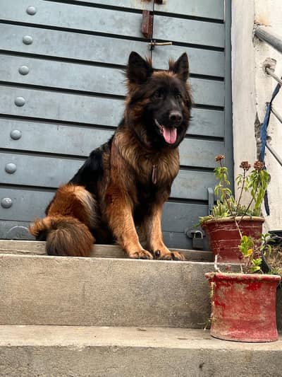 German Shepard Female Pedigree