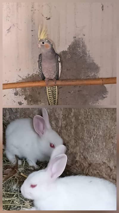 03242951996 cocktail female and rabbits chicks and pair for sale