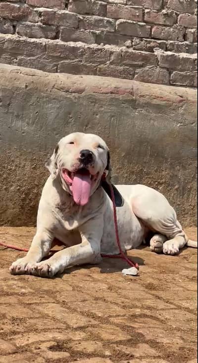 Bully Female For Sale