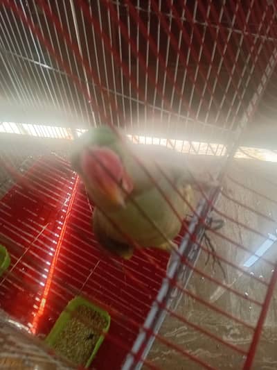 raw parrot