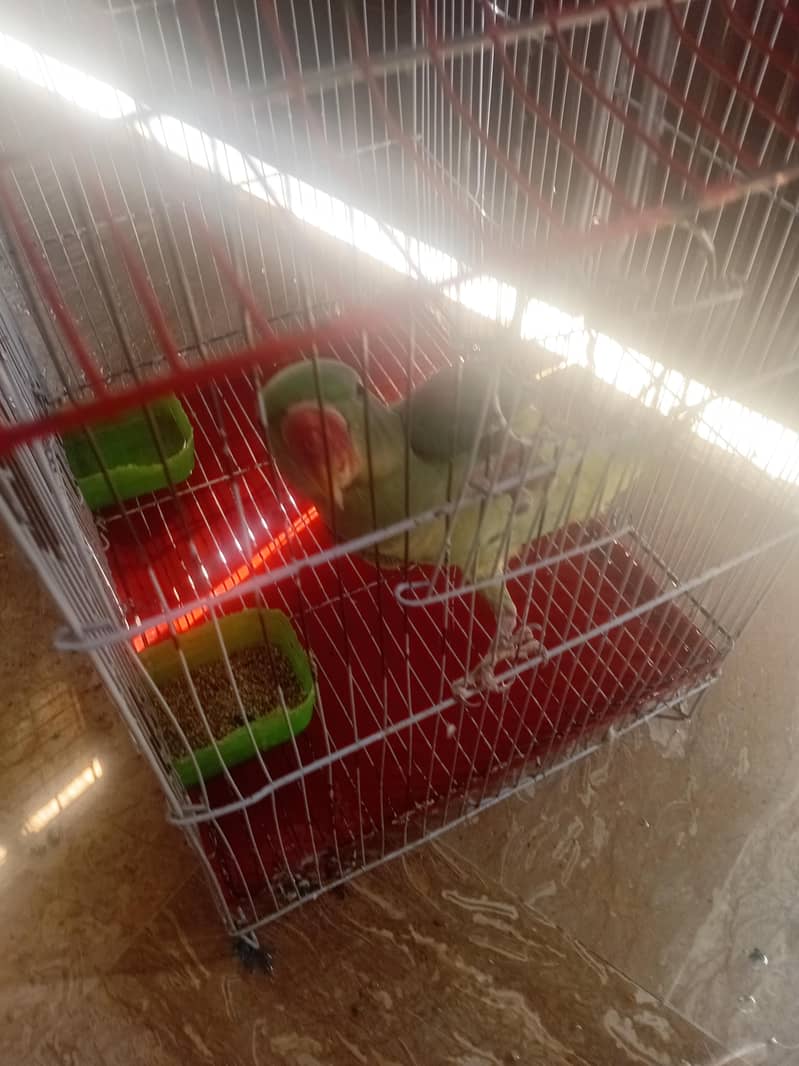 raw parrot 2