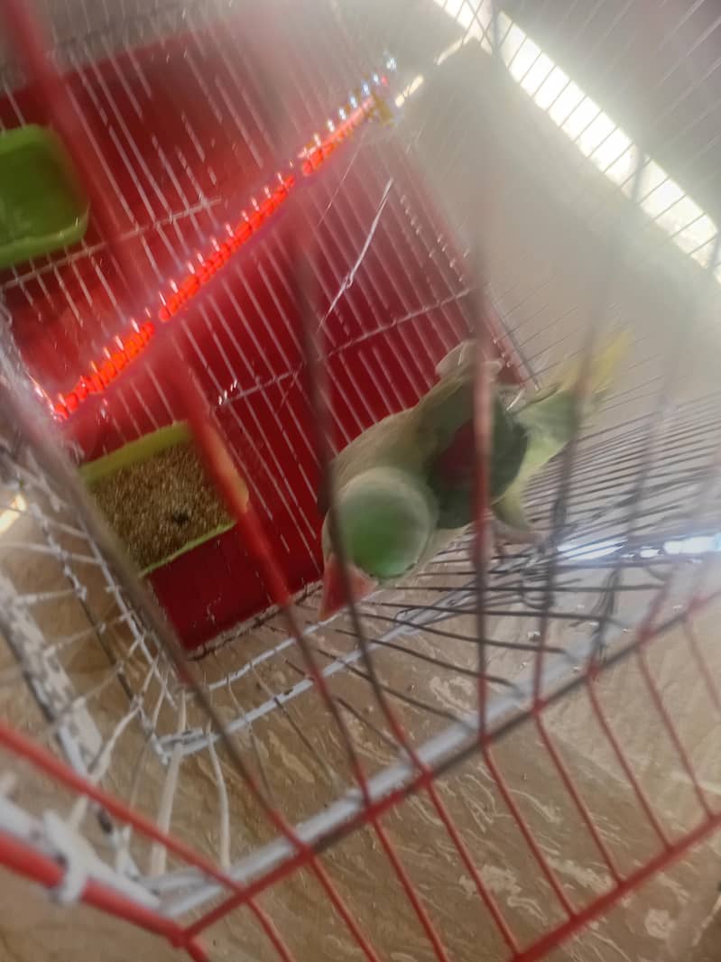 raw parrot 3