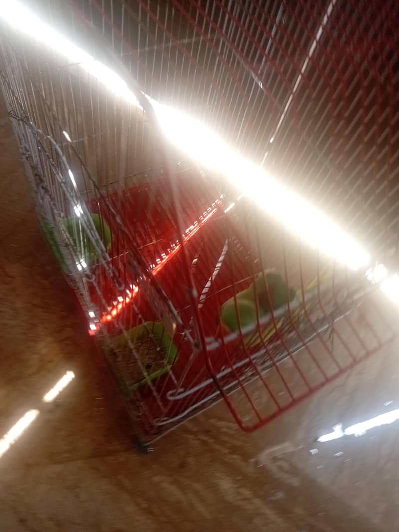 raw parrot 4