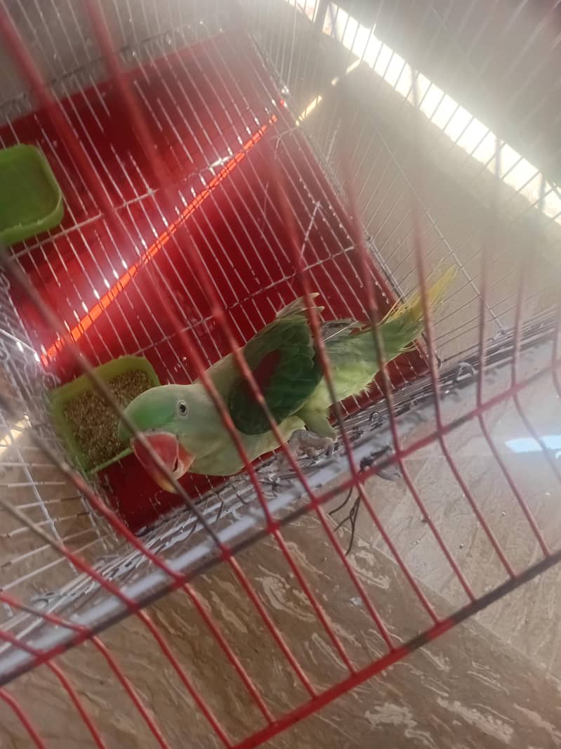 raw parrot 5