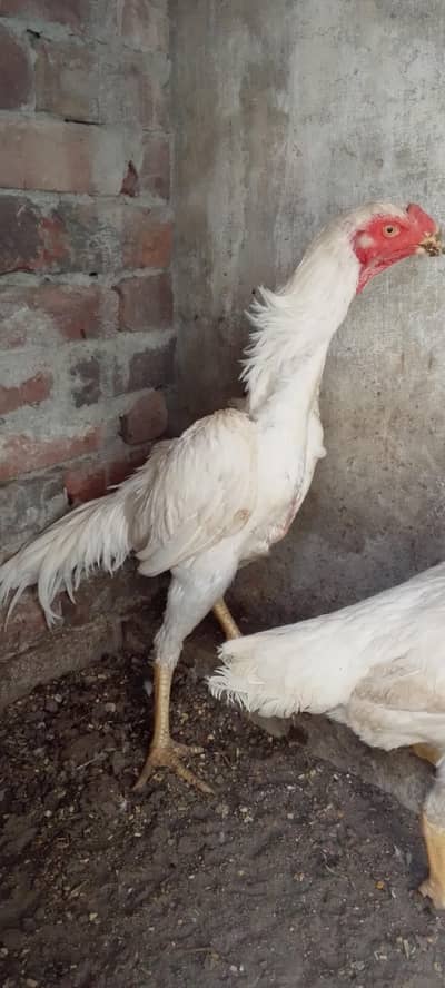white shamo male