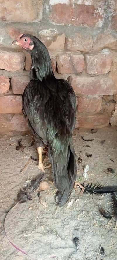 hen for sale