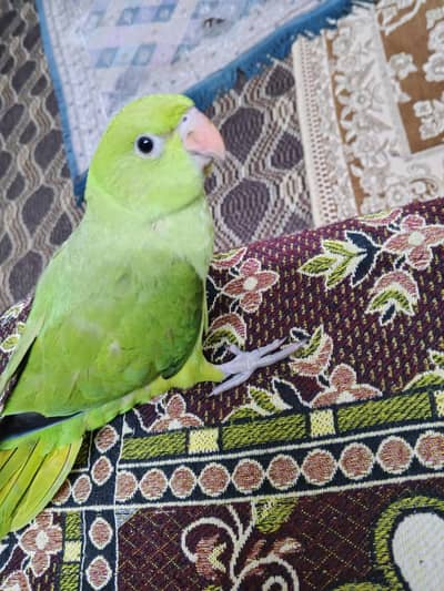 Hand tamed Ringneck parrot