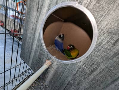 Love Birds and Doves