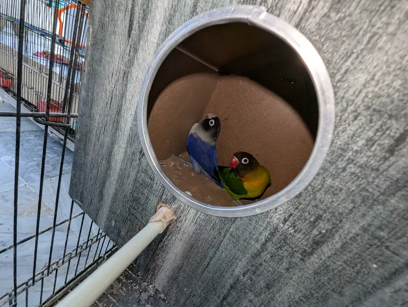 Love Birds and Doves