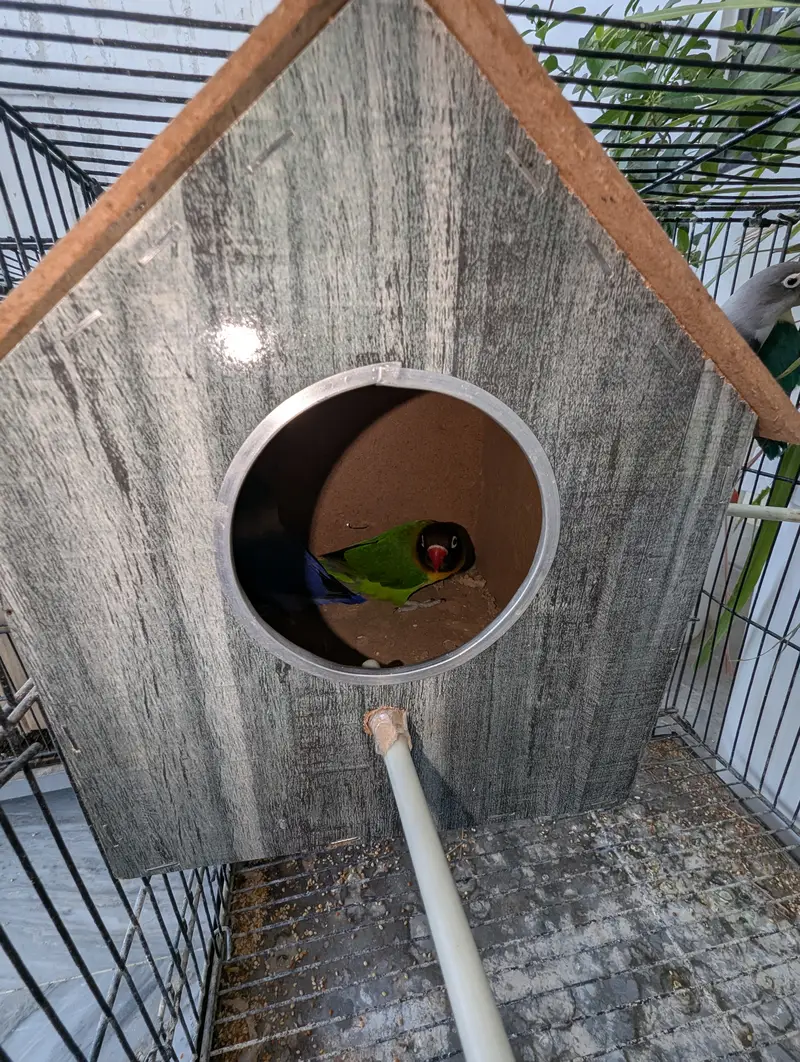 Love Birds and Doves — photo 2
