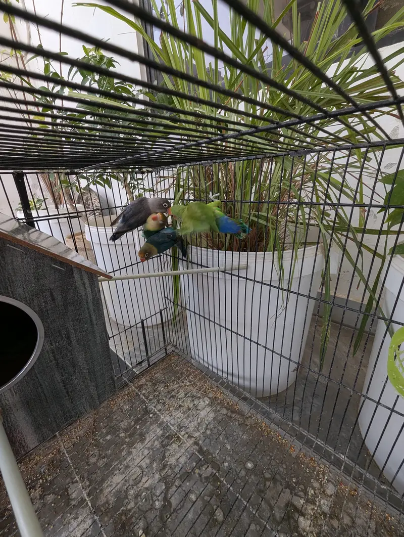 Love Birds and Doves — photo 3
