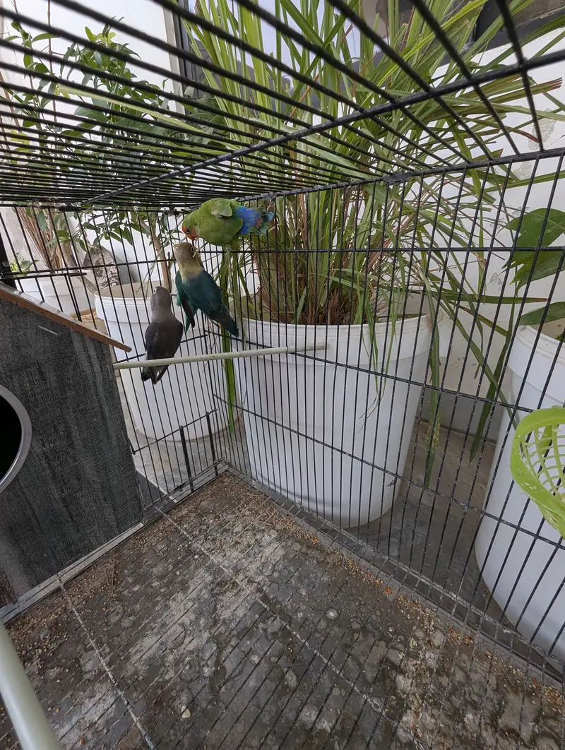 Love Birds and Doves — photo 4