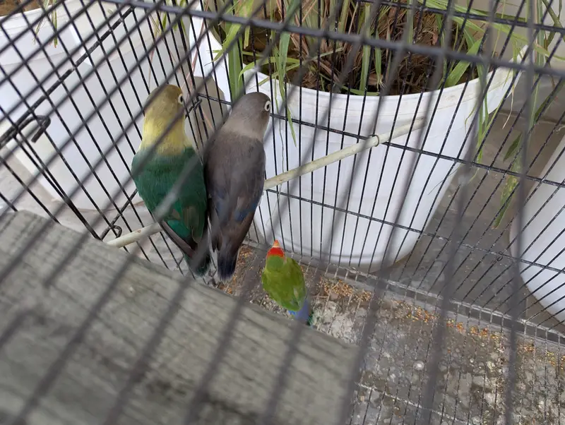 Love Birds and Doves — photo 5