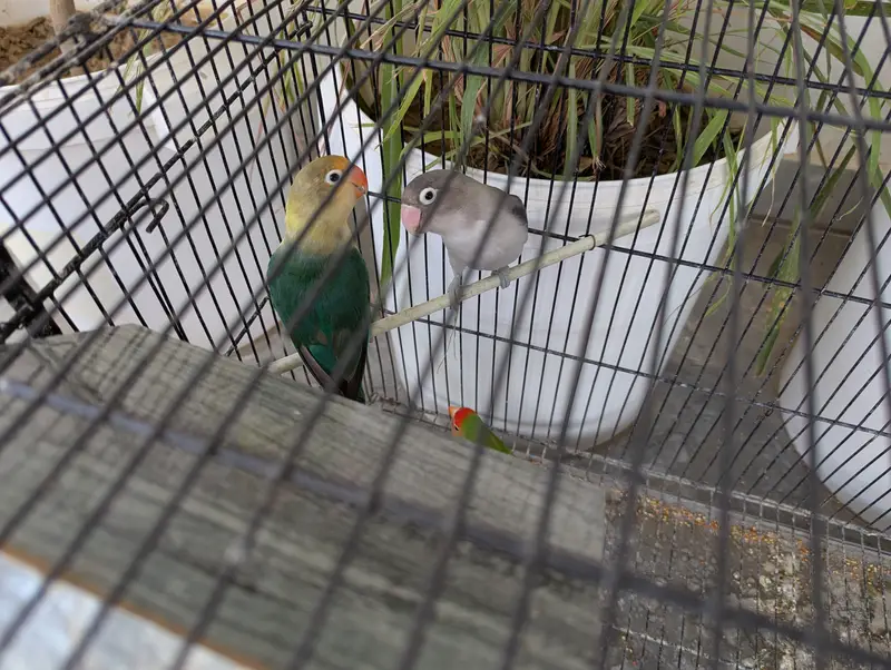 Love Birds and Doves — photo 6