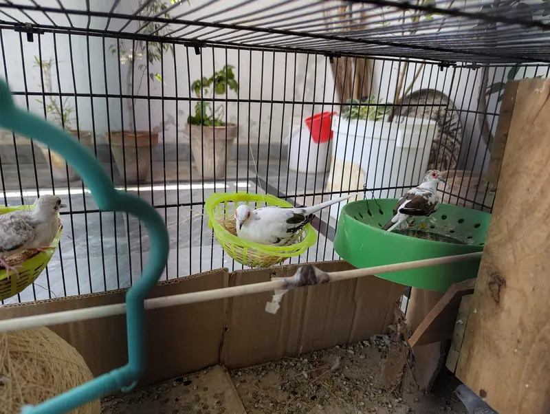 Love Birds and Doves — photo 7