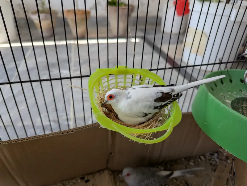 Love Birds and Doves — photo 8