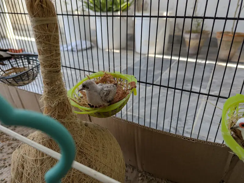 Love Birds and Doves — photo 9