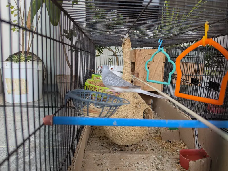 Love Birds and Doves — photo 11